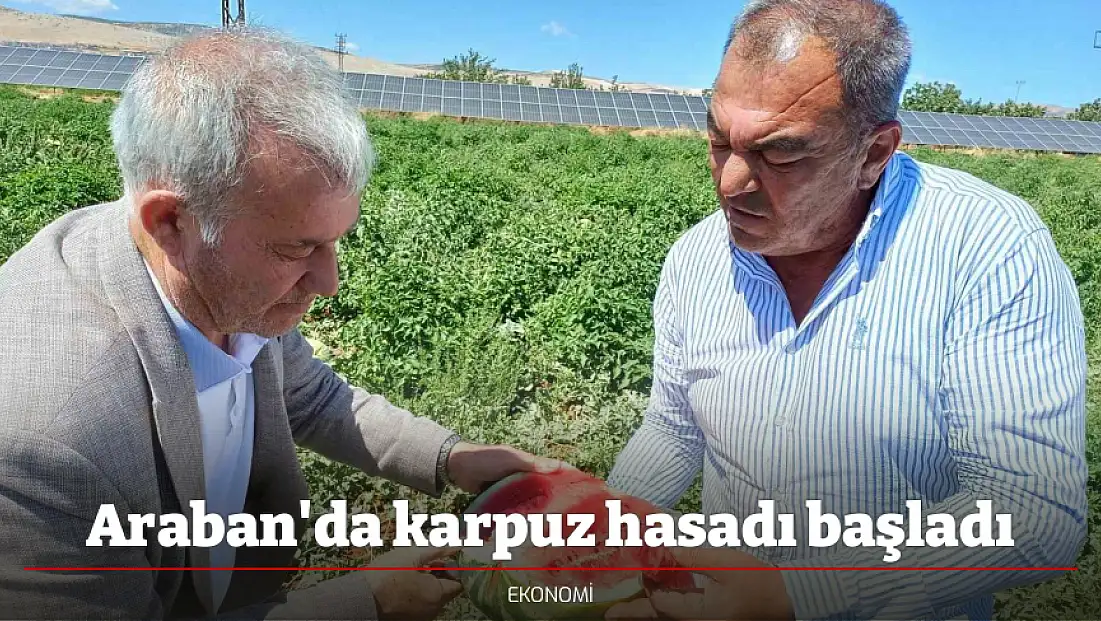Araban'da karpuz hasadı başladı