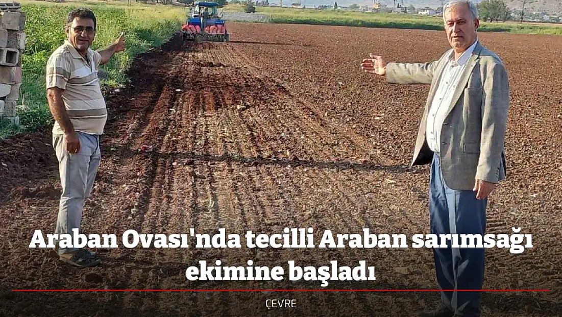 Araban Ovası'nda tecilli Araban sarımsağı ekimine başladı