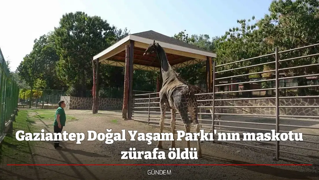 Gaziantep Doğal Yaşam Parkı'nın maskotu zürafa öldü