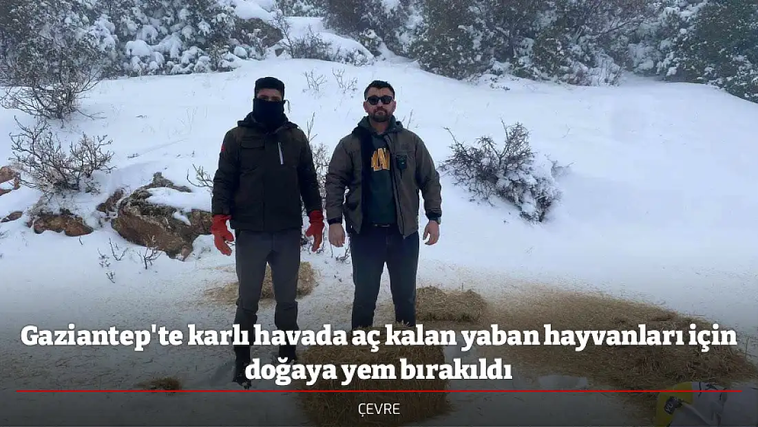Gaziantep'te karlı havada aç kalan yaban hayvanları için doğaya yem bırakıldı