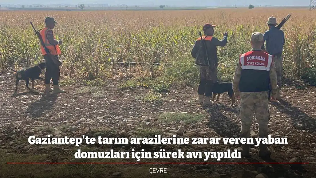 Gaziantep'te tarım arazilerine zarar veren yaban domuzları için sürek avı yapıldı