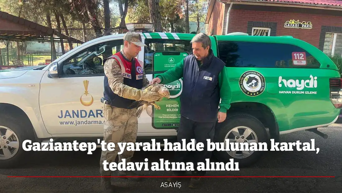 Gaziantep'te yaralı halde bulunan kartal, tedavi altına alındı