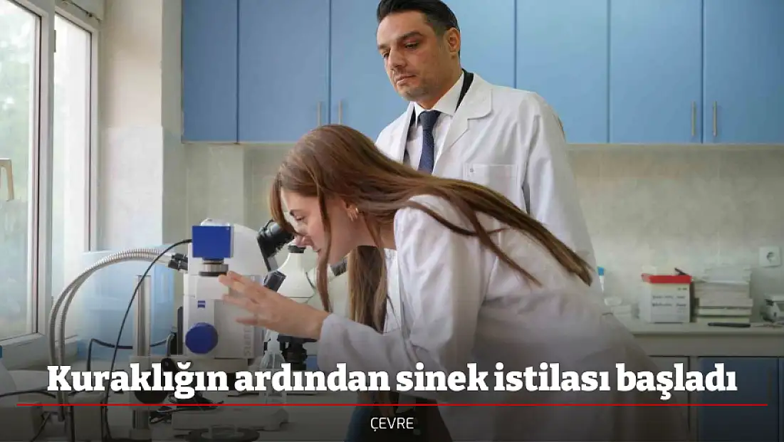 Kuraklığın ardından sinek istilası başladı