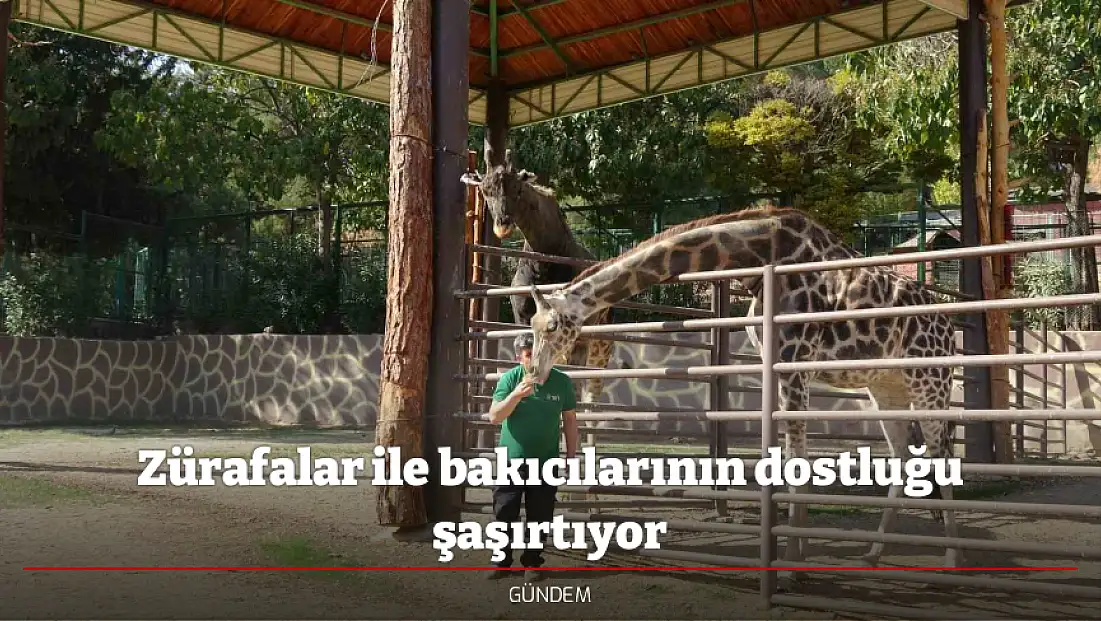 Zürafalar ile bakıcılarının dostluğu şaşırtıyor