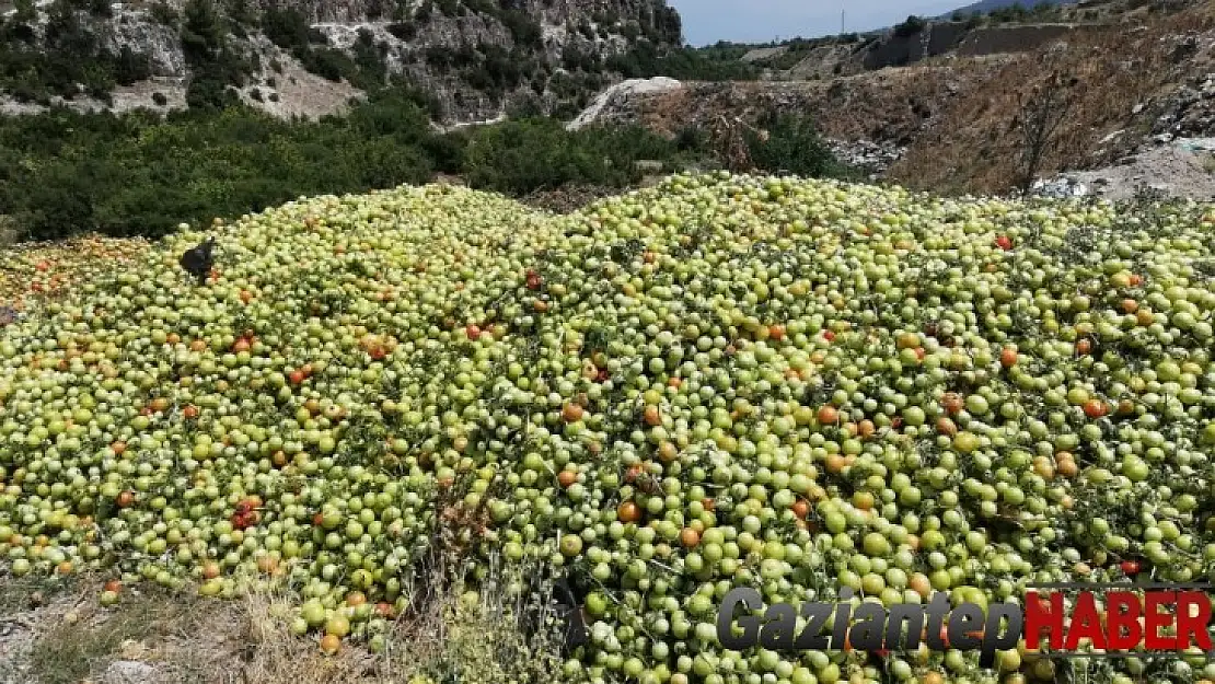 2 tır domatesi boş araziye attılar