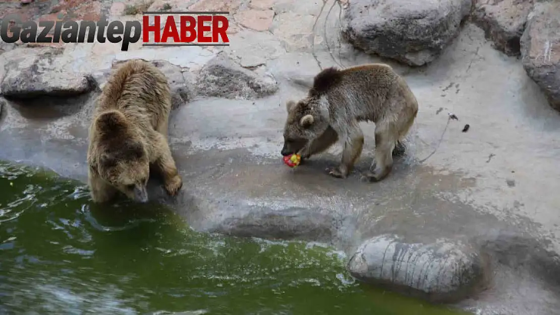 45 derece sıcaklıkta hayvanlar buzlu kokteylle serinledi