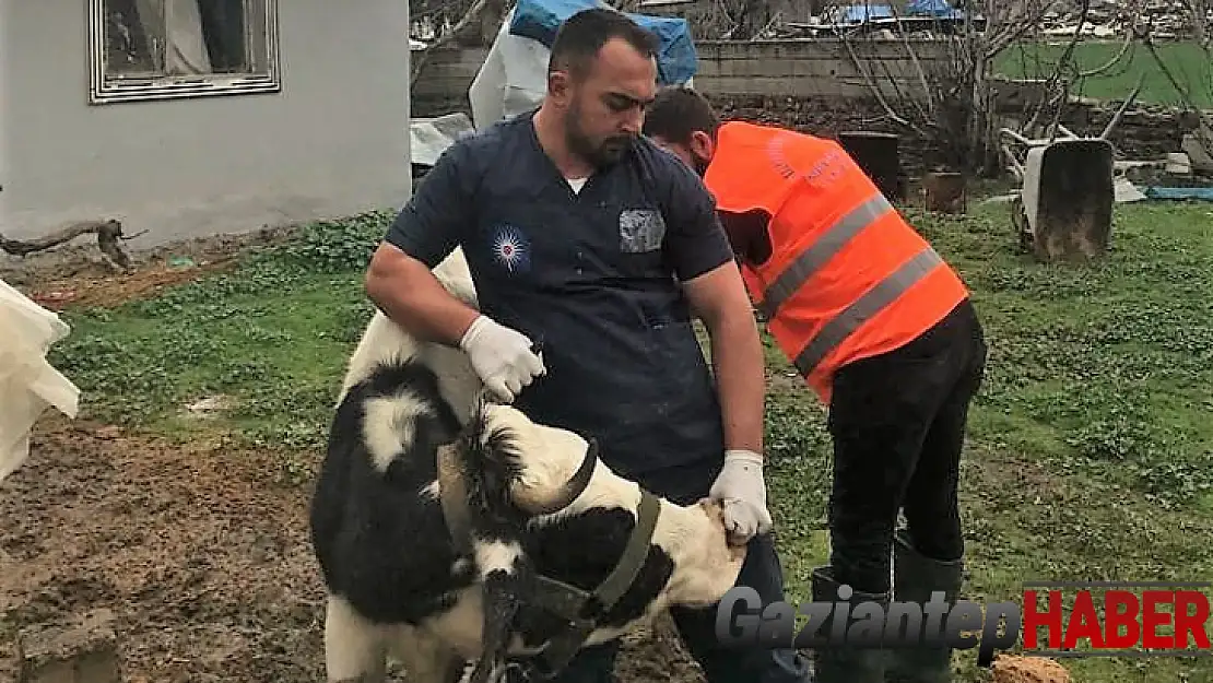 Antalya Büyükşehir Belediyesi'nden Gaziantep'te veterinerlik hizmeti