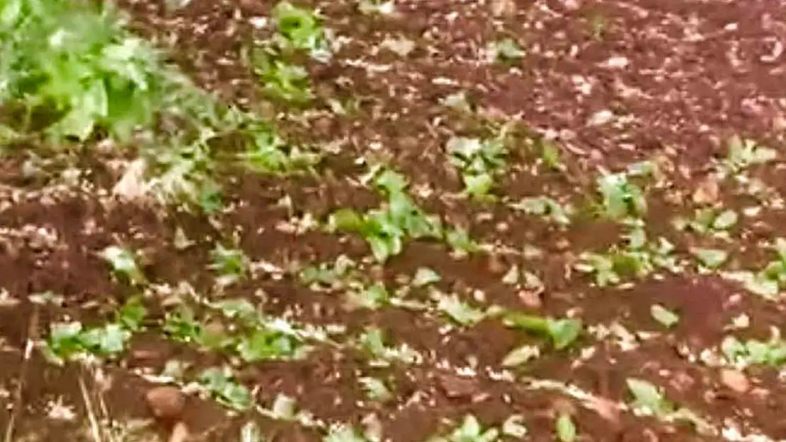 Araban'da dolu yağışı etkili oldu
