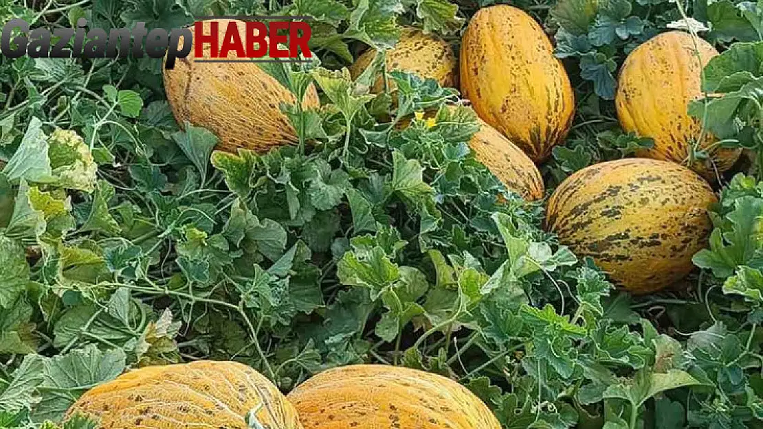 Araban'da kavun hasadı başlandı