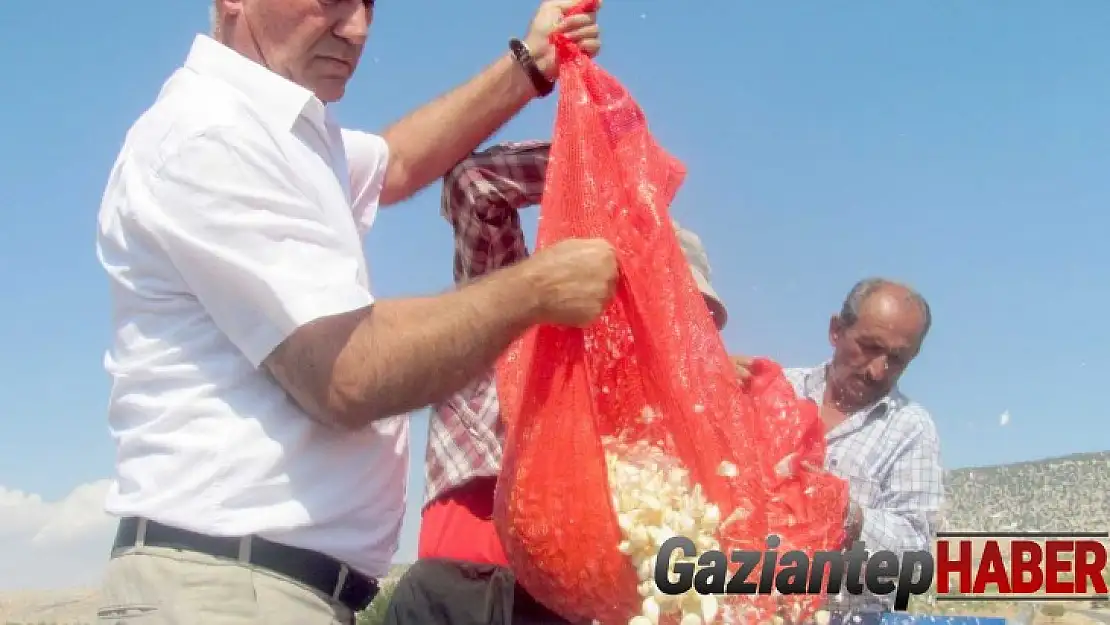 Araban'da sarımsak dikimi başladı