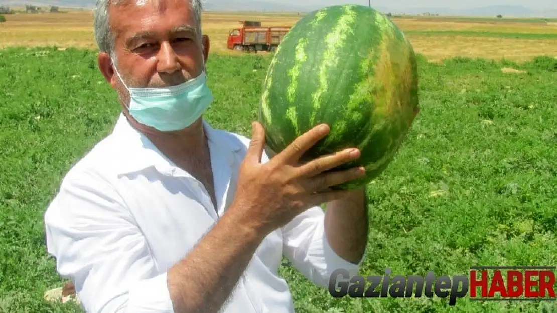 Araban Karpuz'unun hasadına başlandı