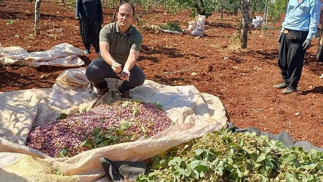 Araban kaymakamı işçilerle birlikte Antep fıstığı hasadına katıldı