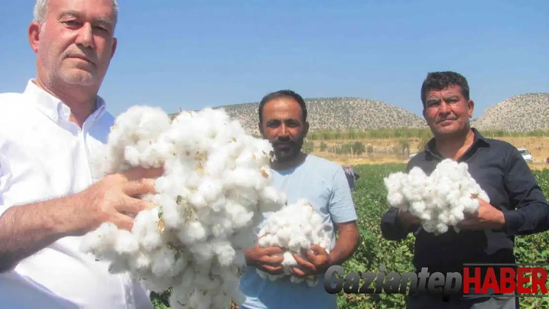 Araban Ovası'nda beyaz altın hasadı başlandı