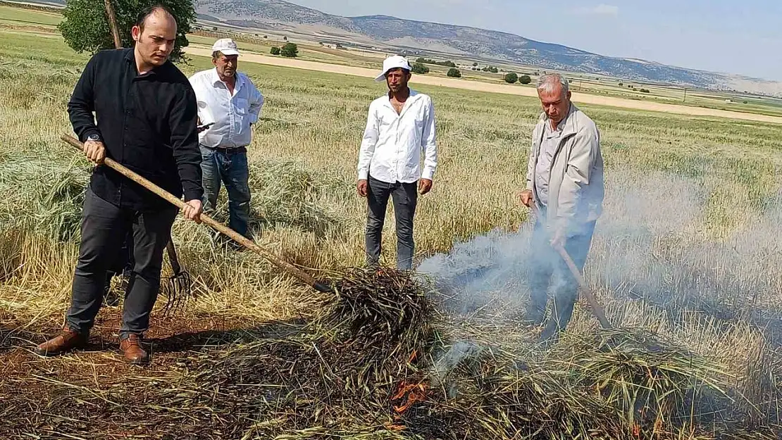 Araban Ovası'nda firik sezonu başladı
