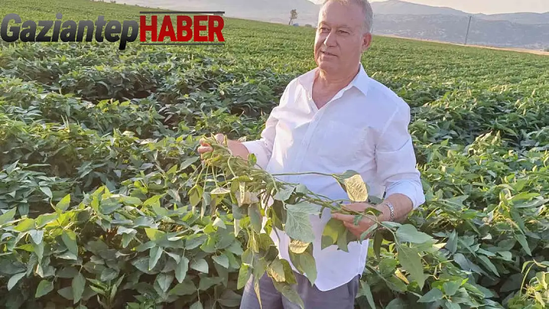 Arabanlı çiftçiler alternatif ürün olarak soya ekimine başladı