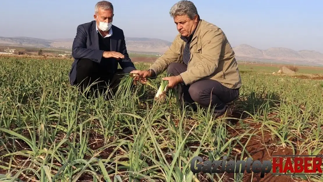 Arabanlı çiftçilerin kuraklık endişesi