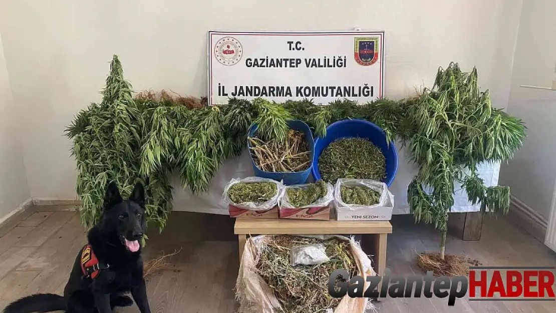 Jandarmanın dedektör köpeği hassas burnuyla esrarı buldu!