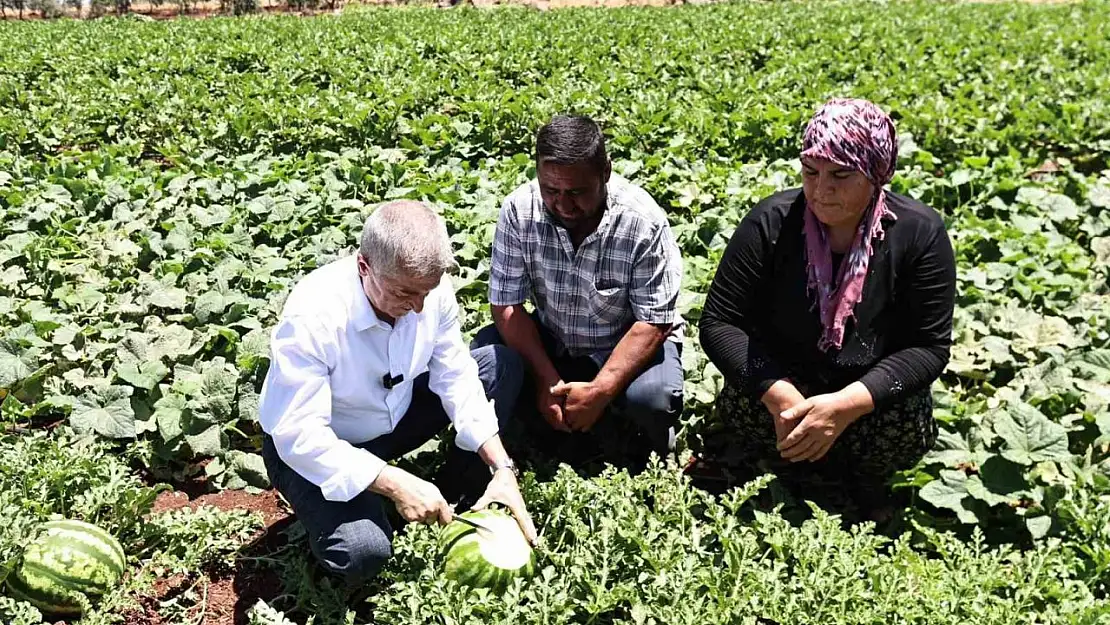 Başkan Tahmazoğlu, tarlada patlıcan ve biber hasadına katıldı
