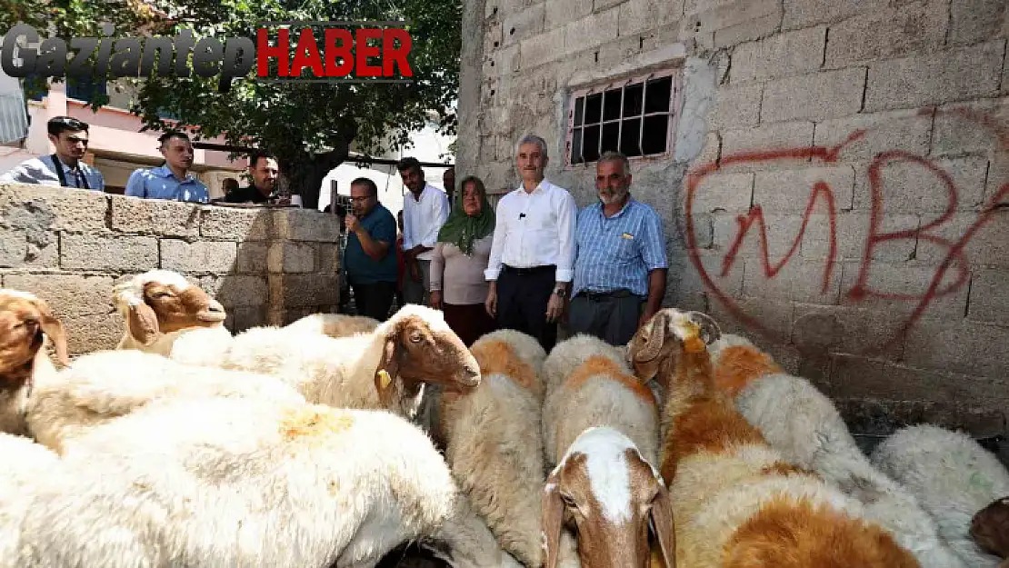 Belediyeden aldığı 16 koyunu 130'a çıkardı