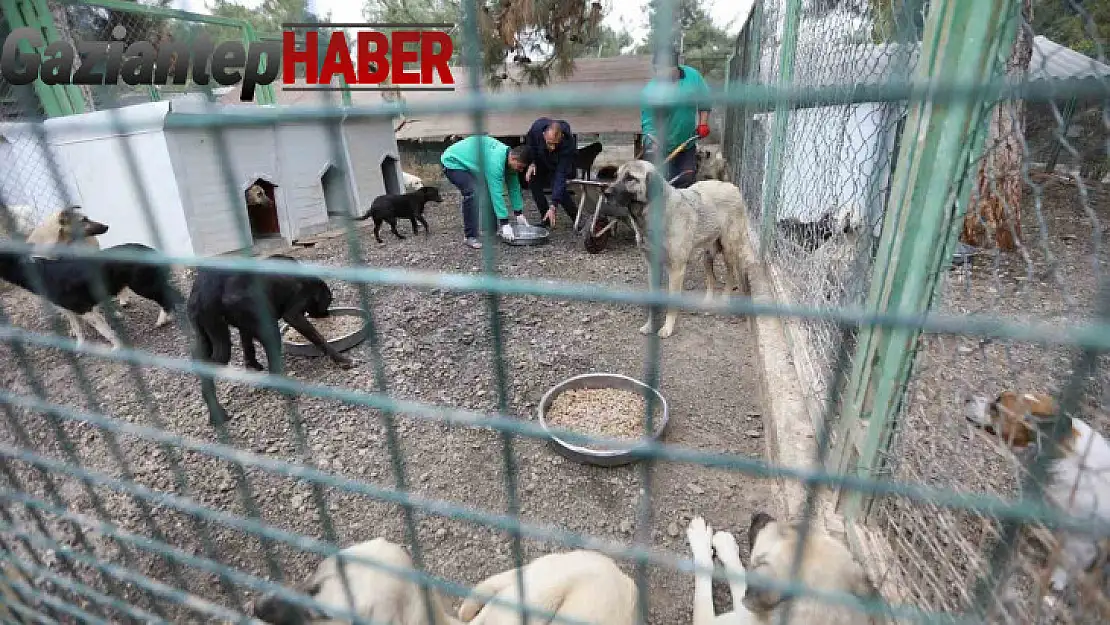 Büyükşehir'in sokak hayvanları için kurduğu model Türkiye'ye örnek oluyor