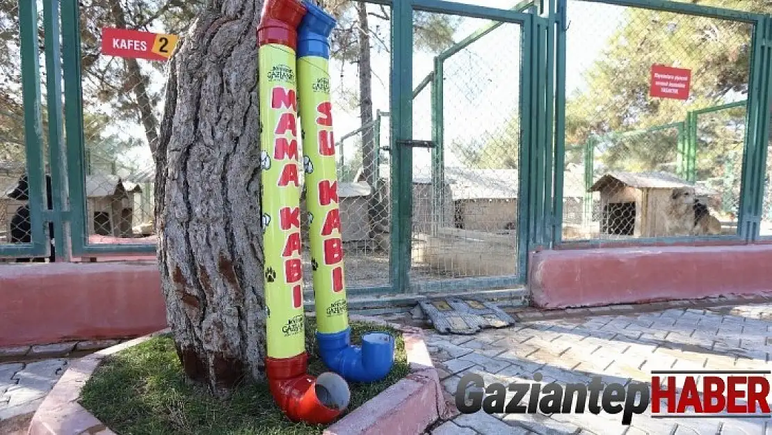 Büyükşehir, yılbaşı kısıtlamalarında sokak hayvanlarını aç bırakmayacak