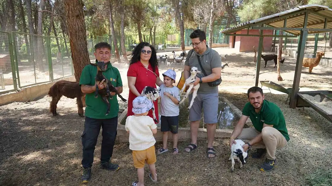 Cüce keçiler Gaziantep Doğal Yaşam Parkı'nda dördüz doğuruyor