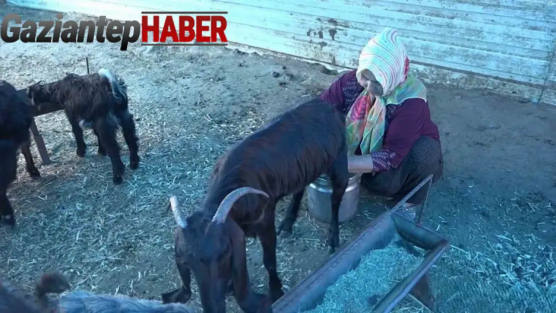 Depremzede kadın besici, devlet desteğiyle besiciliğe devam ediyor