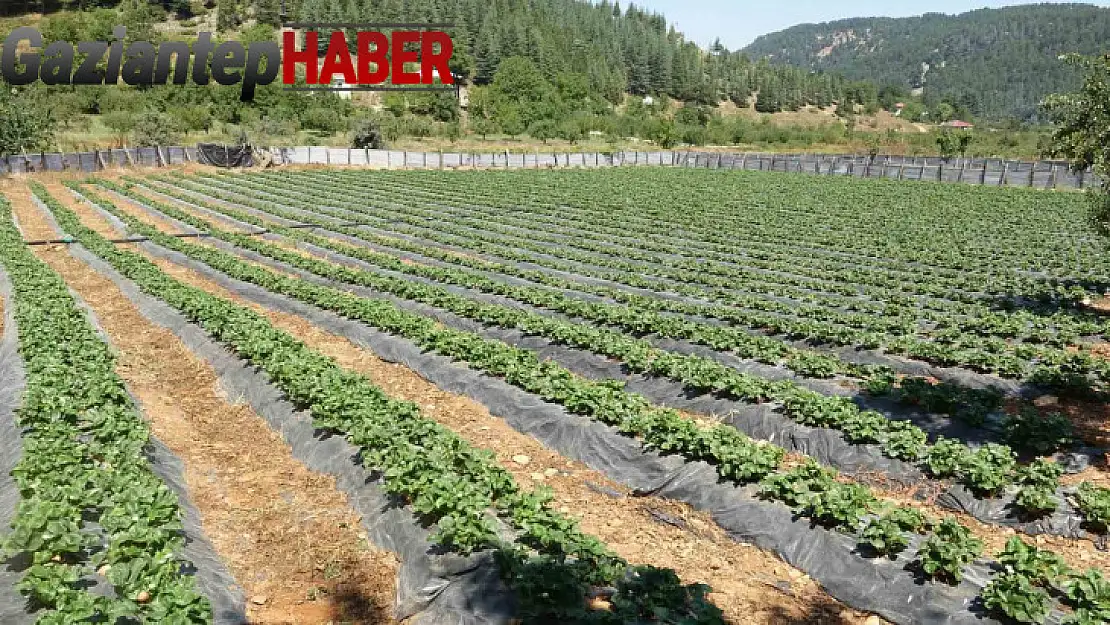 Depremzede kadınlar devlet desteğiyle çilek bahçesi kurdu