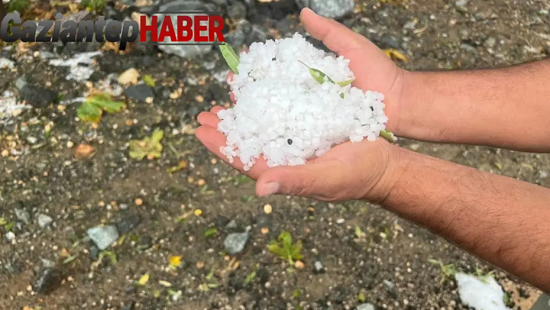 Dolu yağışı zeytin ağaçlarına zarar verdi
