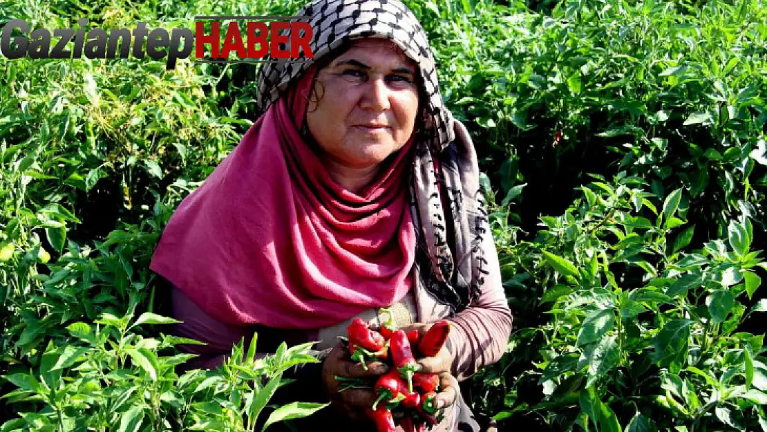 En acı hasat başladı