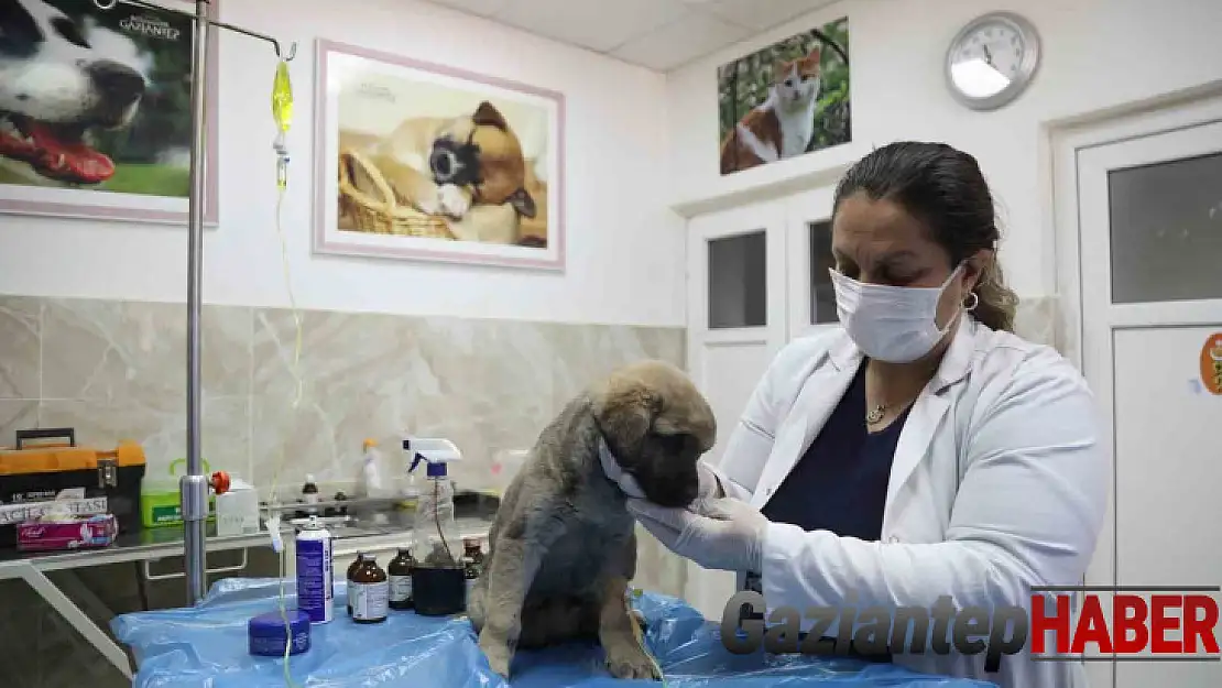 Enkazda sahiplerini kaybeden 'Afet' isimli köpeğe büyükşehir sahip çıktı