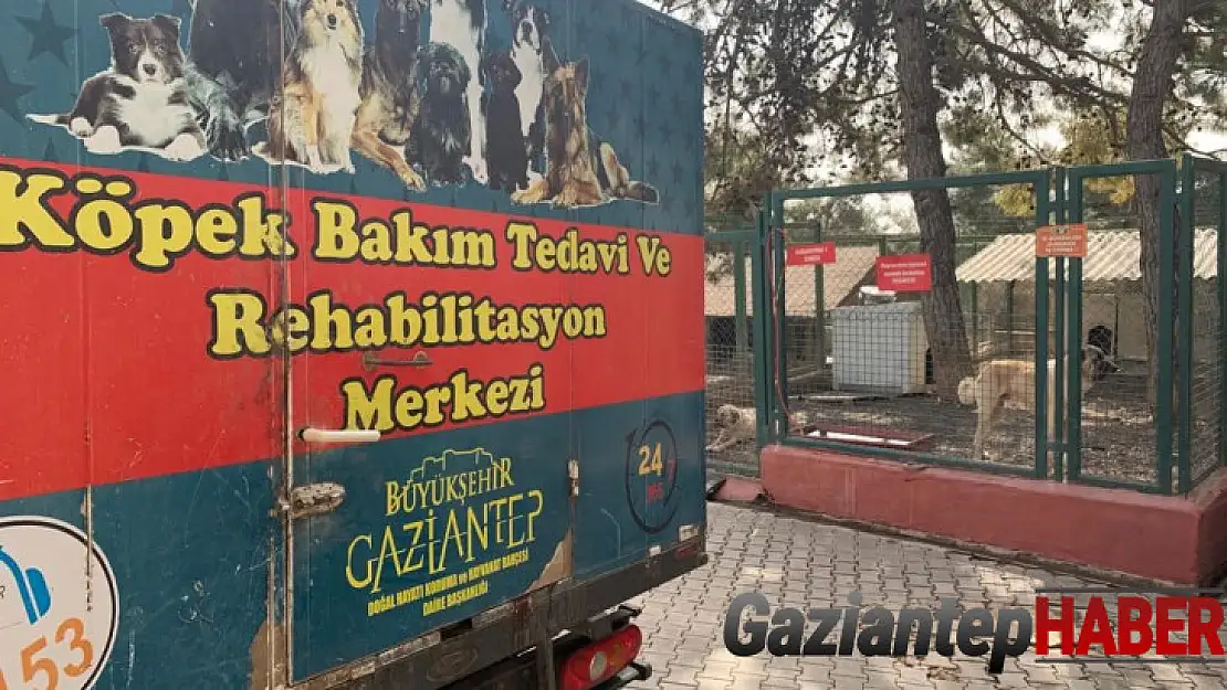 Gaziantep hayvan barınağı depremzede hayvanları sahipleniyor