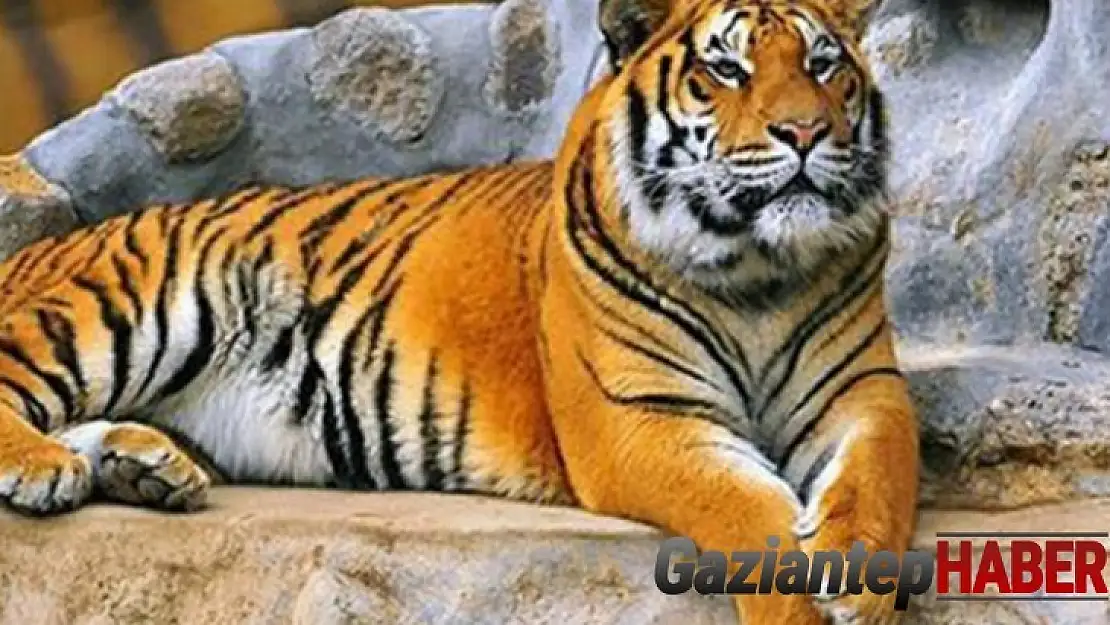 Gaziantep hayvanat bahçesi ziyaret saatlerinde düzenleme