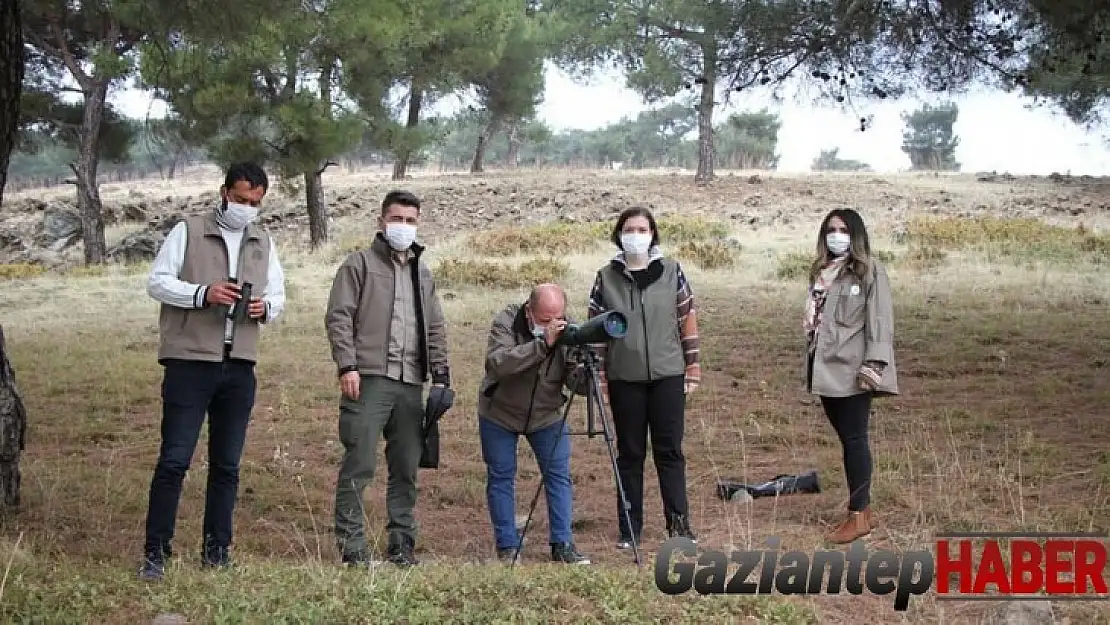 Gaziantep ormanlarındaki kızıl geyik sayısı araştırılıyor