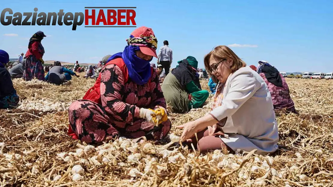 Gaziantep'te 'Haydi Tarladan Sofraya' projesi ile çiftçi ile tüketici buluşturulacak