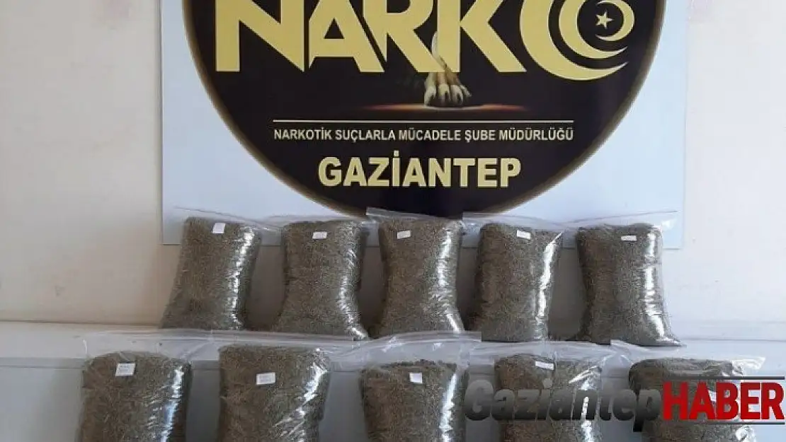 Gaziantep'te 10 kilo bonzai yakalandı