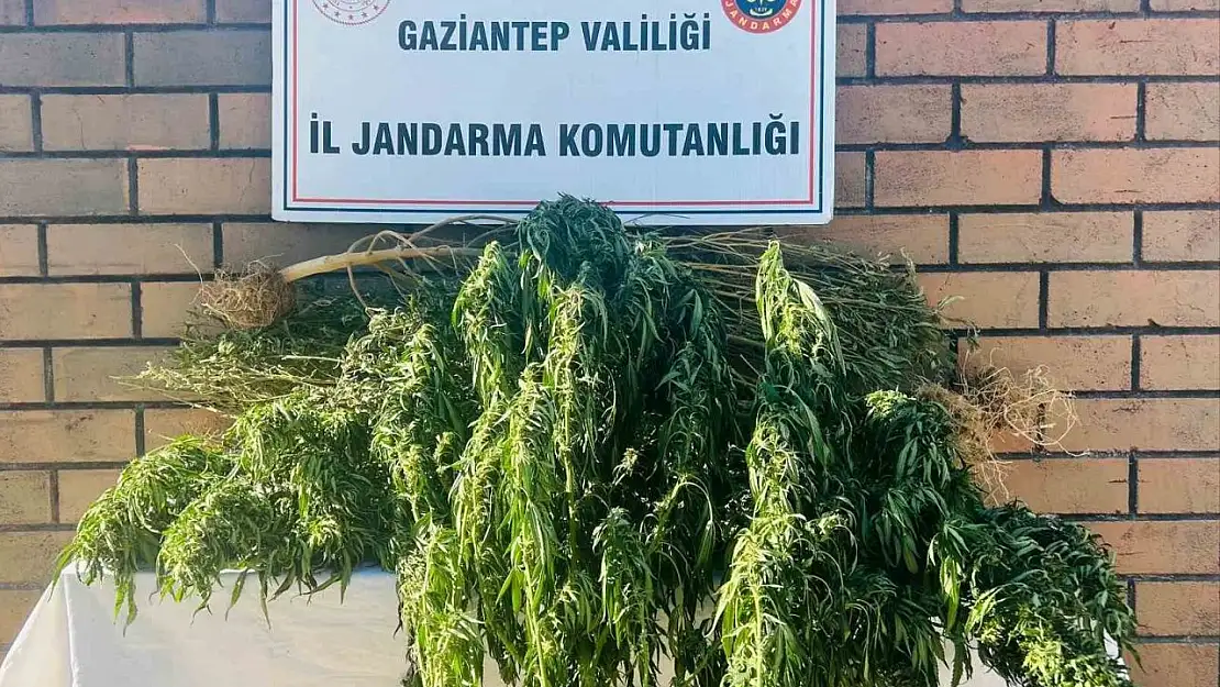 Gaziantep'te 145 kök kenevir ele geçirildi
