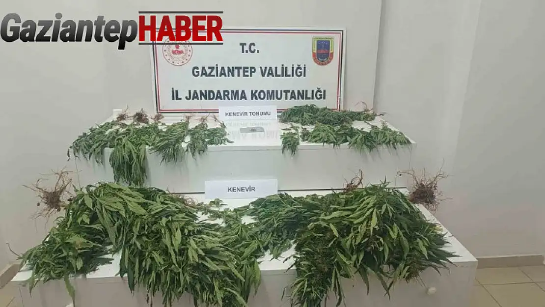 Gaziantep'te 253 kök kenevir ele geçirildi: 9 gözaltı