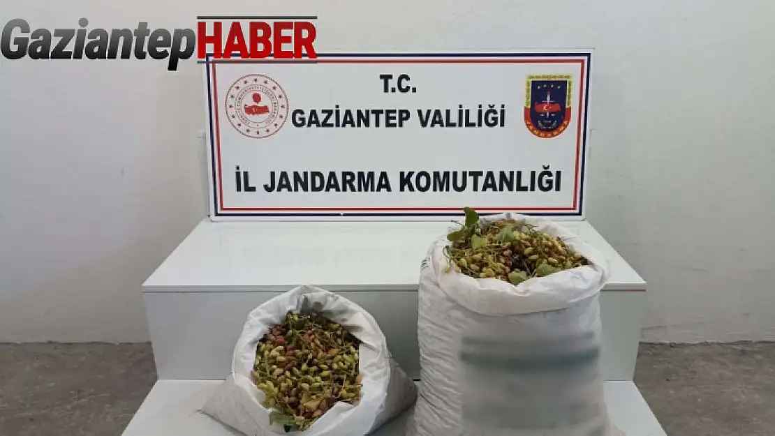 Gaziantep'te 515 kilo Antep fıstığı çalan 2 şüpheli suçüstü yakalandı