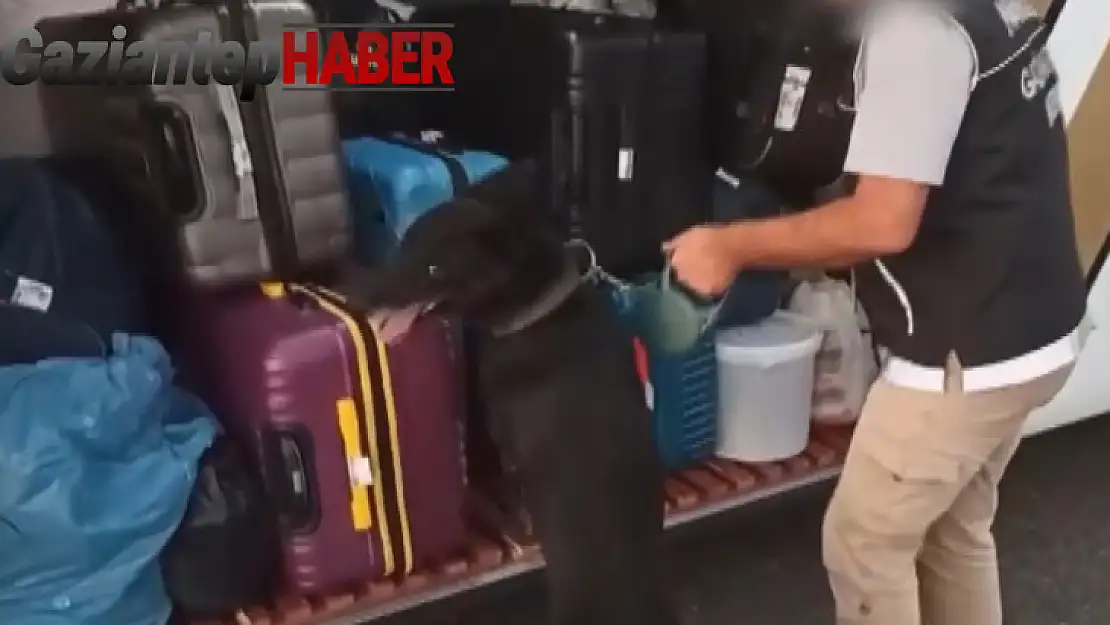 Gaziantep'te 6 kilo skunk ele geçirildi