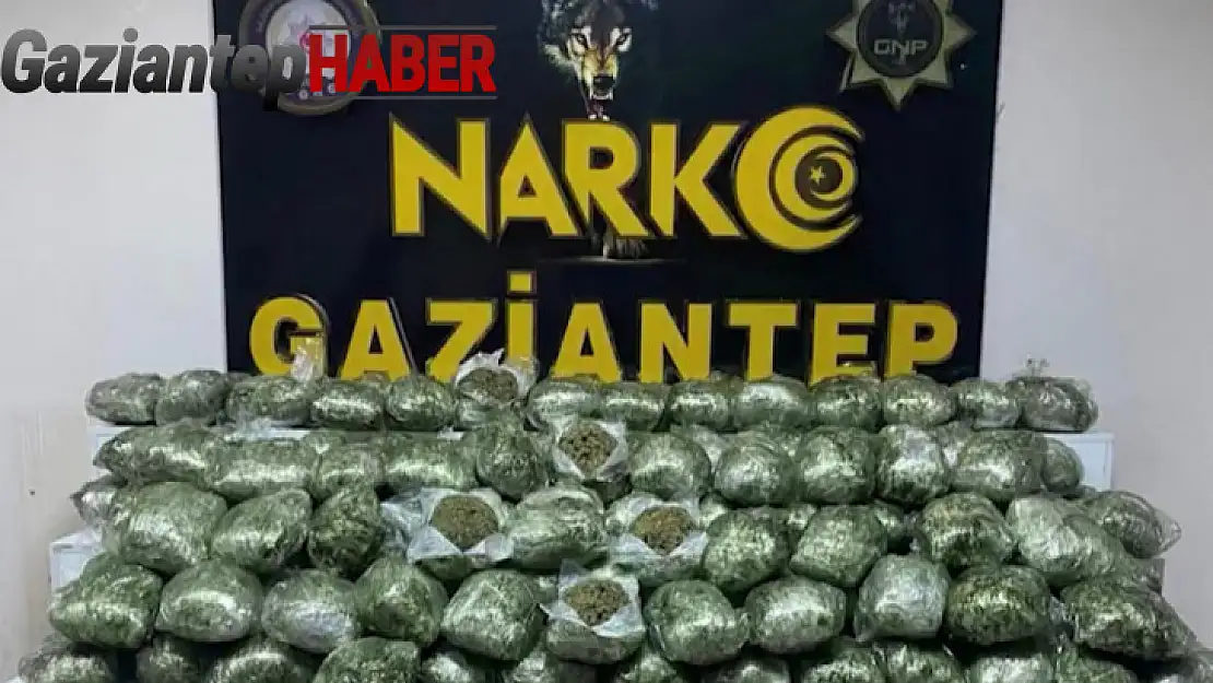 Gaziantep'te 80 kilo skunk ele geçirildi