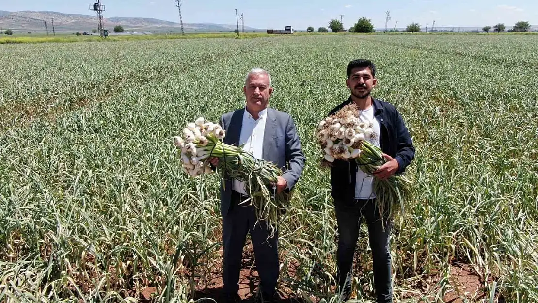 Gaziantep'te AB tescilli Araban sarımsağının hasadı başladı