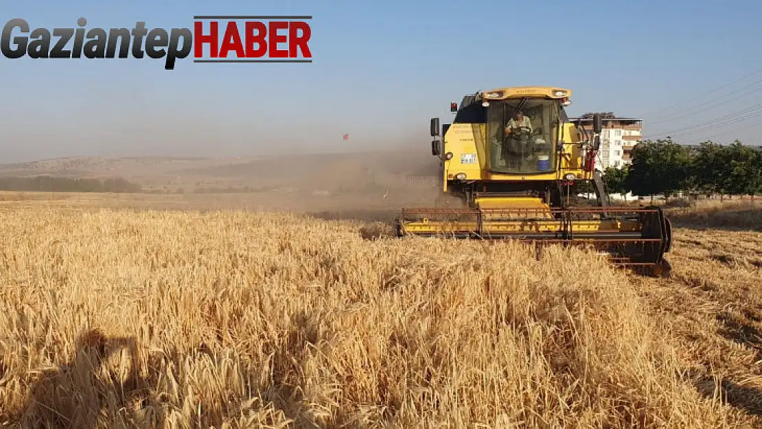 Gaziantep'te arpa ve buğday hasadı başladı