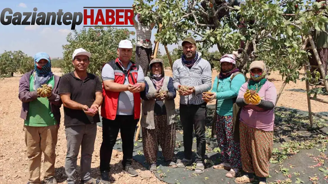 Gaziantep'te baklavalık boz Antep fıstığı hasadı başladı