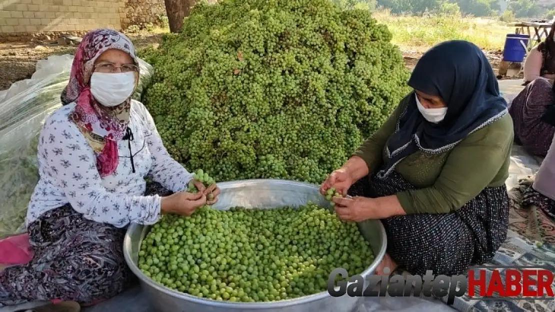 Gaziantep'te bir ilk 'koruk ekşisi'