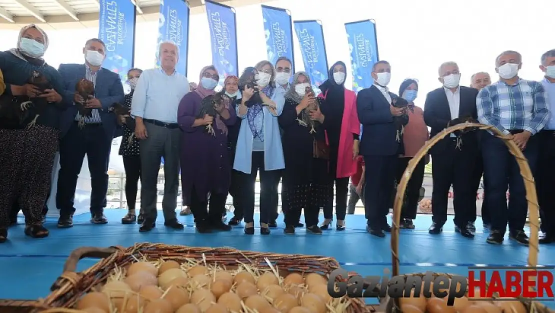 Gaziantep'te, bölgeye uyumlu 70 bin tavuk dağıtıldı