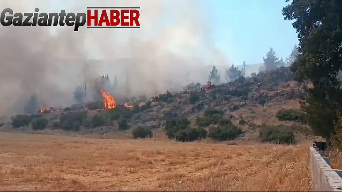 Gaziantep'te çıkan yangında 30 dönüm ormanlık alan zarar gördü