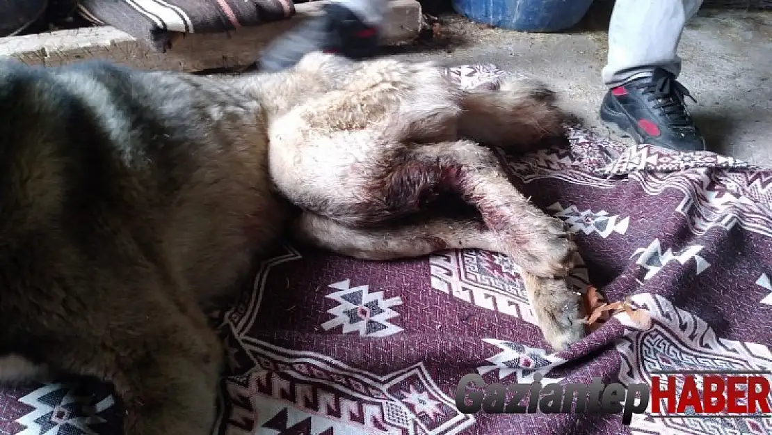 Gaziantep'te çoban köpeğini av tüfeğiyle vurdular