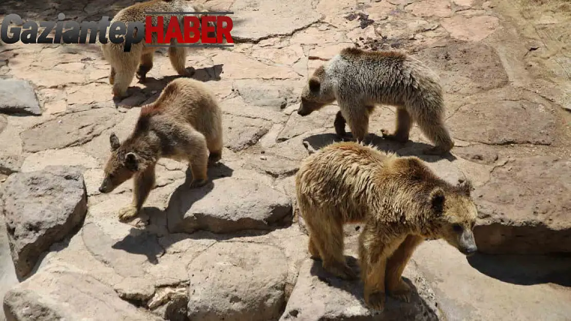 Gaziantep'te hayvanlar kış uykusunu unuttu