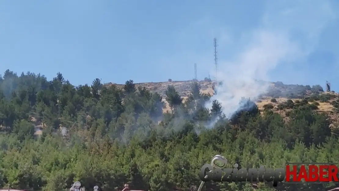 Gaziantep'te orman yangını